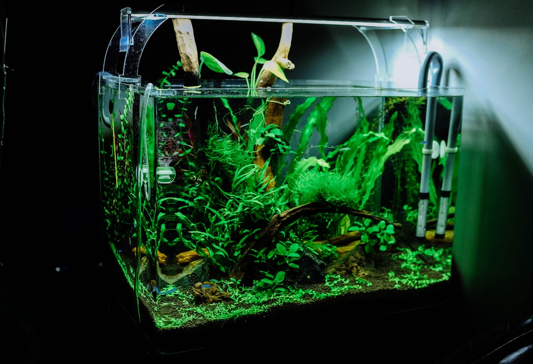 5 Common Mistakes with Algae Defense & Water Chemistry (And How to Avoid Them)