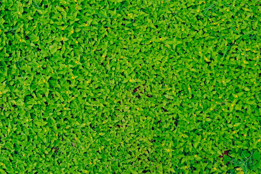 5 Common Mistakes with Carpet Plants & Java Moss (And How to Avoid Them)