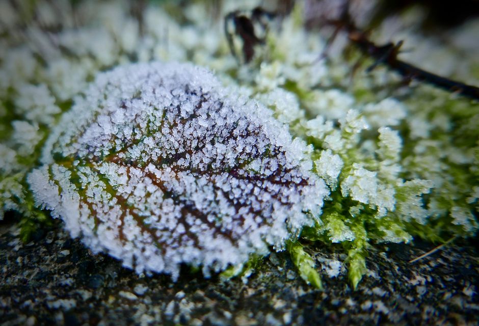 5 Common Mistakes with Nano Shrimp & Micro Fauna (And How to Avoid Them)
