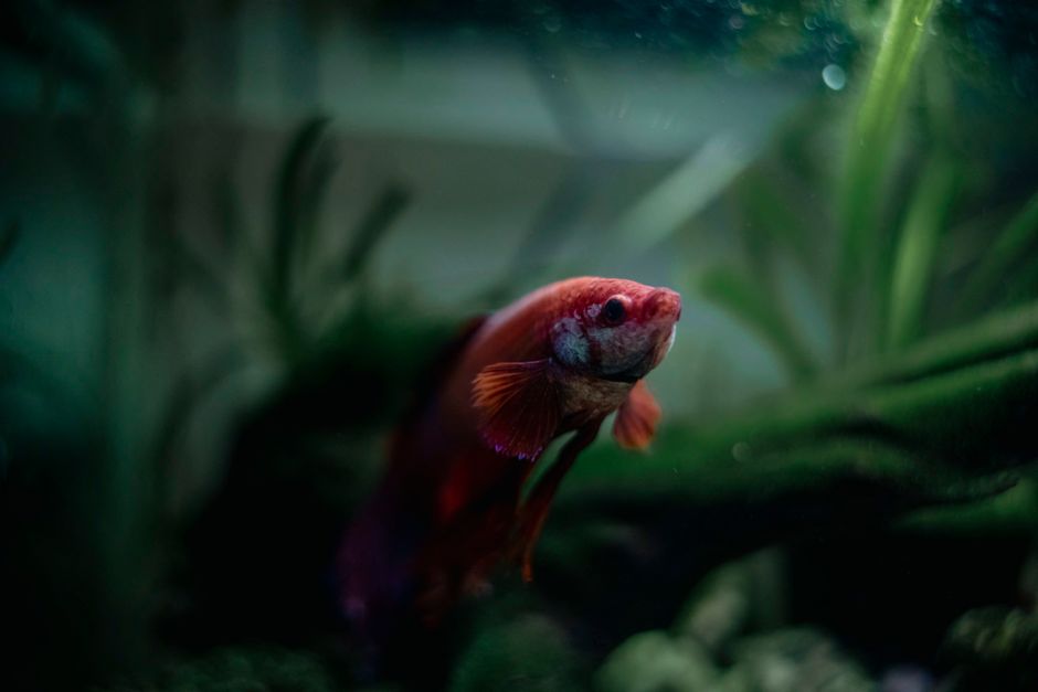 A Realistic Routine for Nano Shrimp & Micro Fauna That Fits a Busy Life