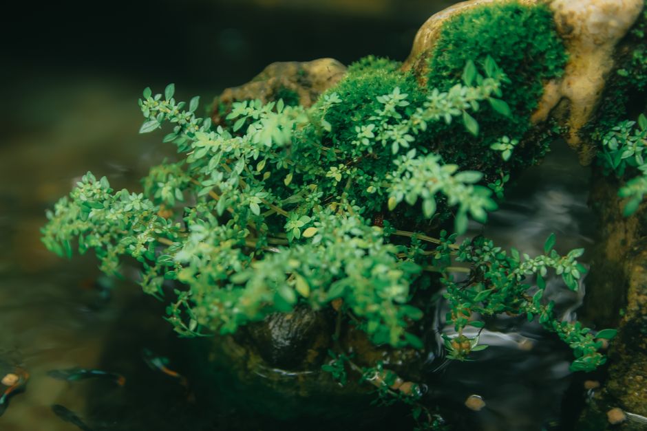 How Much Does Carpet Plants & Java Moss Really Cost in 2026? Budget & Gear