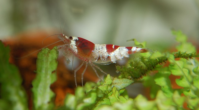 How Much Does Nano Shrimp & Micro Fauna Really Cost in 2026? Budget & Gear