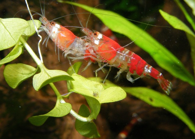 My Field Guide to Nano Shrimp & Micro Fauna : What Actually Works