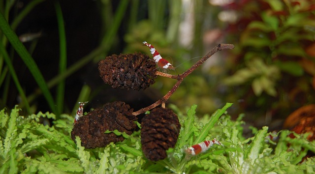 My Golden Rules for Nano Shrimp & Micro Fauna That Never Let Me Down