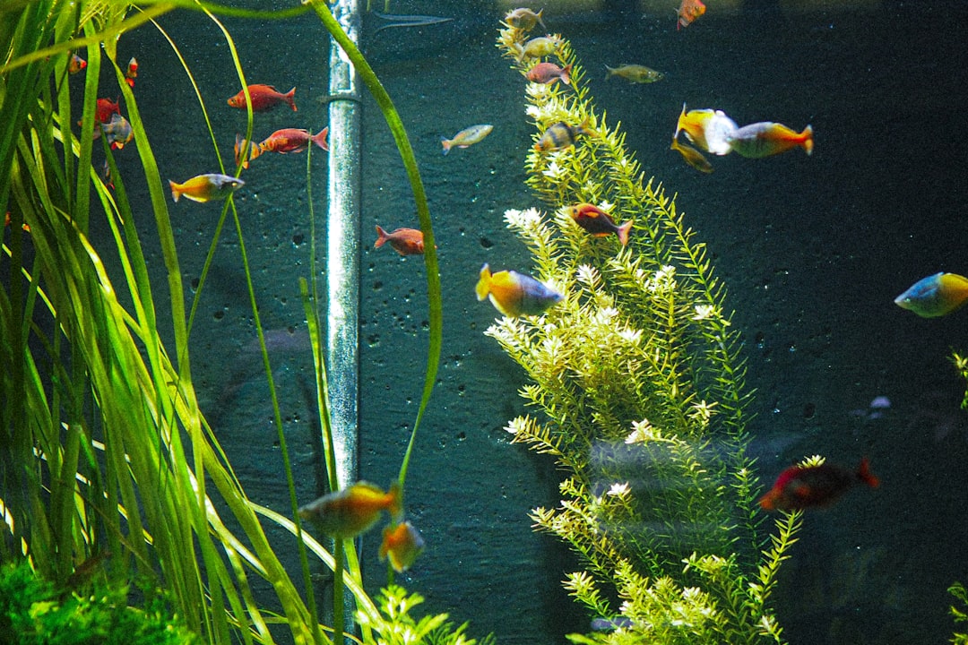 My Step-by-Step Blueprint for Algae Defense & Water Chemistry