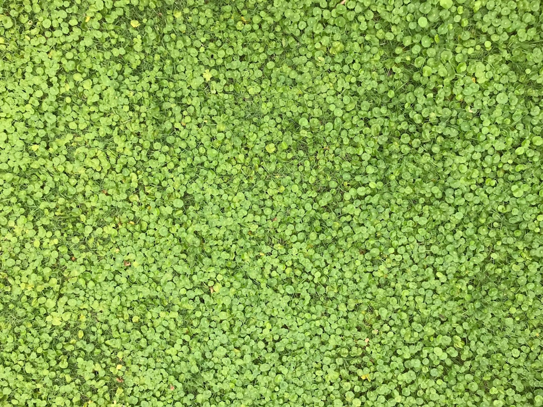My Step-by-Step Blueprint for Carpet Plants & Java Moss