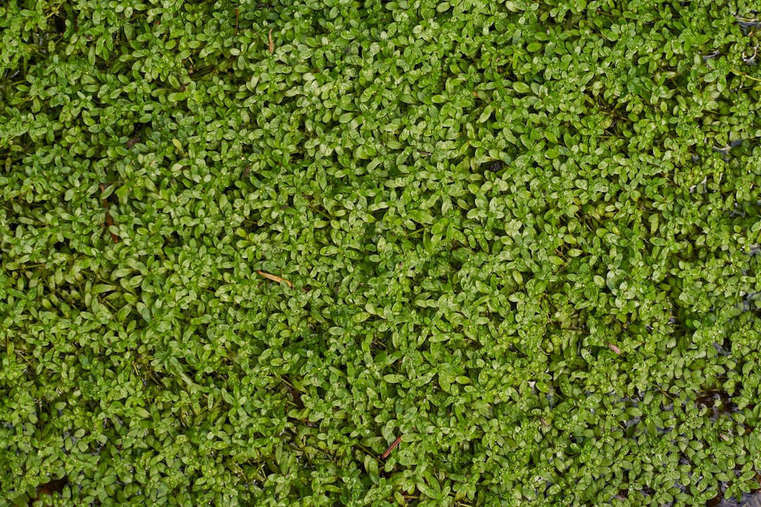 The Best Tools & Supplies I Actually Use for Carpet Plants & Java Moss