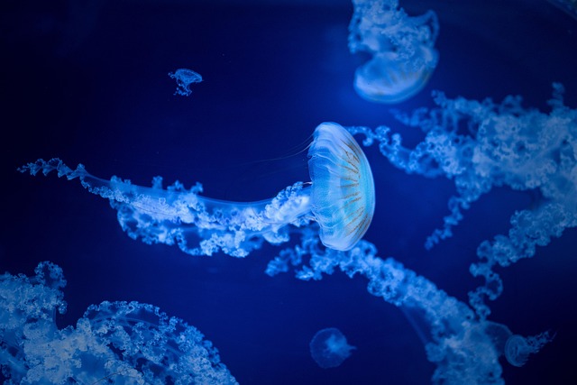 Troubleshooting Algae Defense & Water Chemistry : Diagnosing and Fixing Problems