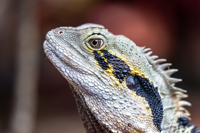 Troubleshooting Hardscape & Stone Composition : Diagnosing and Fixing Problems