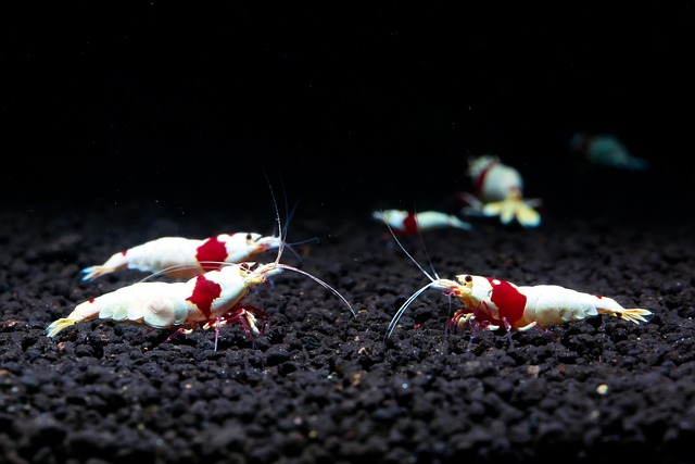 Troubleshooting Nano Shrimp & Micro Fauna : Diagnosing and Fixing Problems